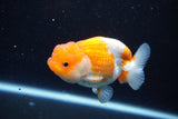 Juvenile Lionchu  Red White 3.5 Inch (ID#1122R11a-12) Free2Day SHIPPING