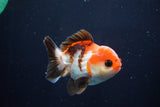 Short Body Thai Oranda  Tricolor 3.5 Inch (ID#1025To14b-65) Free2Day SHIPPING