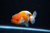 Juvenile Lionchu  Red White 3.5 Inch (ID#1122R11a-12) Free2Day SHIPPING