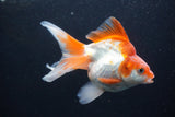 Ryukin Long Tail Red White 5 Inch (ID#0110Ry7b-2) Free2Day SHIPPING