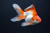 Ryukin Long Tail Red White 5 Inch (ID#0110Ry7b-2) Free2Day SHIPPING