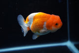 Juvenile Lionchu  Red White 3.5 Inch (ID#1122R11a-12) Free2Day SHIPPING