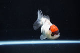 Short Body Thai Oranda  Tricolor 3.5 Inch (ID#1025To14b-66) Free2Day SHIPPING