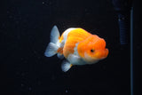 Juvenile Lionchu  Red White 3.5 Inch (ID#1122R11a-12) Free2Day SHIPPING