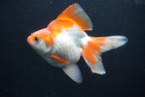 Ryukin Long Tail Red White 5 Inch (ID#0110Ry7b-2) Free2Day SHIPPING