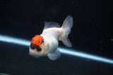 Short Body Thai Oranda  Tricolor 3.5 Inch (ID#1025To14b-66) Free2Day SHIPPING