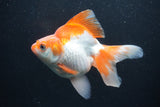 Ryukin Long Tail Red White 5 Inch (ID#0110Ry7b-2) Free2Day SHIPPING