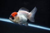 Short Body Thai Oranda  Tricolor 3.5 Inch (ID#1025To14b-66) Free2Day SHIPPING