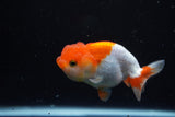 Juvenile Lionchu  Red White 3.5 Inch (ID#1122R11a-13) Free2Day SHIPPING