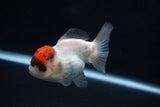 Short Body Thai Oranda  Tricolor 3.5 Inch (ID#1025To14b-66) Free2Day SHIPPING