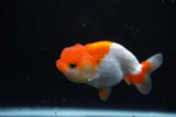 Juvenile Lionchu  Red White 3.5 Inch (ID#1122R11a-13) Free2Day SHIPPING