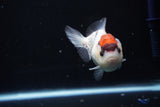 Short Body Thai Oranda  Tricolor 3.5 Inch (ID#1025To14b-66) Free2Day SHIPPING