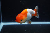 Juvenile Lionchu  Red White 3.5 Inch (ID#1122R11a-13) Free2Day SHIPPING