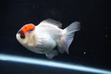 Short Body Thai Oranda  Tricolor 3.5 Inch (ID#1025To14b-66) Free2Day SHIPPING