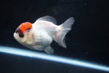 Short Body Thai Oranda  Tricolor 3.5 Inch (ID#1025To14b-66) Free2Day SHIPPING