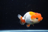 Juvenile Lionchu  Red White 3.5 Inch (ID#1122R11a-13) Free2Day SHIPPING