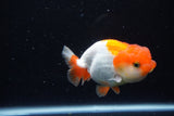 Juvenile Lionchu  Red White 3.5 Inch (ID#1122R11a-13) Free2Day SHIPPING