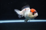 Short Body Thai Oranda  Tricolor 3.5 Inch (ID#1025To14b-66) Free2Day SHIPPING