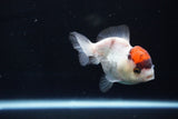 Short Body Thai Oranda  Tricolor 3.5 Inch (ID#1025To14b-66) Free2Day SHIPPING