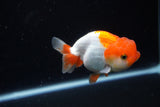 Juvenile Lionchu  Red White 3.5 Inch (ID#1122R11a-13) Free2Day SHIPPING