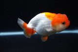 Juvenile Lionchu  Red White 3.5 Inch (ID#1122R11a-13) Free2Day SHIPPING