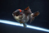 Short Body Thai Oranda  Tricolor 3.5 Inch (ID#1025To14b-67) Free2Day SHIPPING