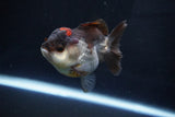 Short Body Thai Oranda  Tricolor 3.5 Inch (ID#1025To14b-67) Free2Day SHIPPING