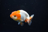 Juvenile Lionchu  Red White 3.5 Inch (ID#1122R11a-14) Free2Day SHIPPING