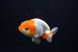 Juvenile Lionchu  Red White 3.5 Inch (ID#1122R11a-14) Free2Day SHIPPING