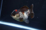 Short Body Thai Oranda  Tricolor 3.5 Inch (ID#1025To14b-67) Free2Day SHIPPING