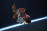 Short Body Thai Oranda  Tricolor 3.5 Inch (ID#1025To14b-67) Free2Day SHIPPING