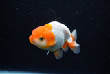 Juvenile Lionchu  Red White 3.5 Inch (ID#1122R11a-14) Free2Day SHIPPING