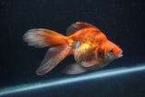 Ryukin Long Tail Red White 5.5 Inch (ID#0110Ry7b-4) Free2Day SHIPPING