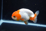 Juvenile Lionchu  Red White 3.5 Inch (ID#1122R11a-14) Free2Day SHIPPING