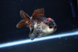 Short Body Thai Oranda  Tricolor 3.5 Inch (ID#1025To14b-67) Free2Day SHIPPING