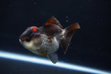 Short Body Thai Oranda  Tricolor 3.5 Inch (ID#1025To14b-67) Free2Day SHIPPING