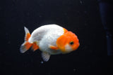 Juvenile Lionchu  Red White 3.5 Inch (ID#1122R11a-14) Free2Day SHIPPING