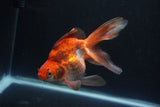 Ryukin Long Tail Red White 5.5 Inch (ID#0110Ry7b-4) Free2Day SHIPPING