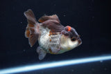 Short Body Thai Oranda  Tricolor 3.5 Inch (ID#1025To14b-67) Free2Day SHIPPING