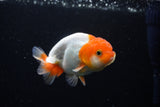 Juvenile Lionchu  Red White 3.5 Inch (ID#1122R11a-14) Free2Day SHIPPING