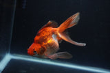 Ryukin Long Tail Red White 5.5 Inch (ID#0110Ry7b-4) Free2Day SHIPPING