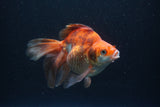 Ryukin Long Tail Red White 5.5 Inch (ID#0110Ry7b-4) Free2Day SHIPPING