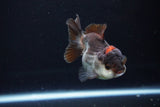 Short Body Thai Oranda  Tricolor 3.5 Inch (ID#1025To14b-67) Free2Day SHIPPING