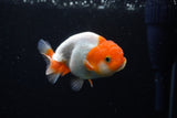 Juvenile Lionchu  Red White 3.5 Inch (ID#1122R11a-14) Free2Day SHIPPING