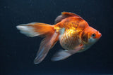 Ryukin Long Tail Red White 5.5 Inch (ID#0110Ry7b-4) Free2Day SHIPPING