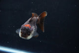 Short Body Thai Oranda  Tricolor 3.5 Inch (ID#1025To14b-67) Free2Day SHIPPING