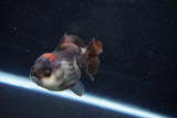 Short Body Thai Oranda  Tricolor 3.5 Inch (ID#1025To14b-67) Free2Day SHIPPING