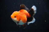 Thai Oranda  Lemon Head Panda 6 Inch (ID#314T6c-112)
