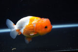 Juvenile Lionchu  Red White 3.5 Inch (ID#1122R11a-15) Free2Day SHIPPING