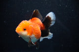 Thai Oranda  Lemon Head Panda 6 Inch (ID#314T6c-112)
